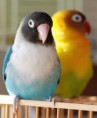 /album/galeria-de-fotos/lovebird-cherryi-jpg/